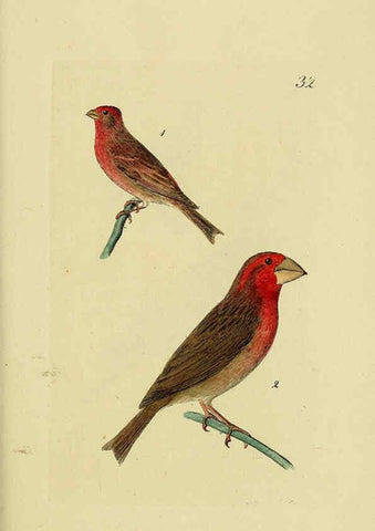 Reproducción/Reproduction 6069778944: Kupfertafeln zur Naturgeschichte der Vögel Frankfurt am Main :Johann David Sauerländer,1832-1833