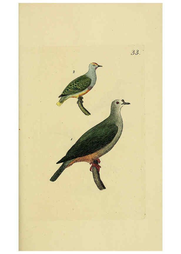 Reproducción/Reproduction 6069233089: Kupfertafeln zur Naturgeschichte der Vögel Frankfurt am Main :Johann David Sauerländer,1832-1833