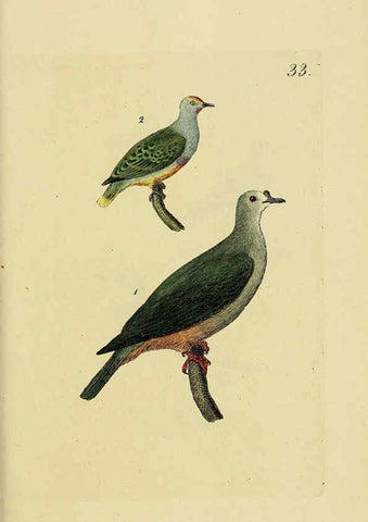 Reproducción/Reproduction 6069233089: Kupfertafeln zur Naturgeschichte der Vögel Frankfurt am Main :Johann David Sauerländer,1832-1833