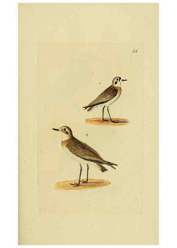 Reproducción/Reproduction 6069780106: Kupfertafeln zur Naturgeschichte der Vögel Frankfurt am Main :Johann David Sauerländer,1832-1833