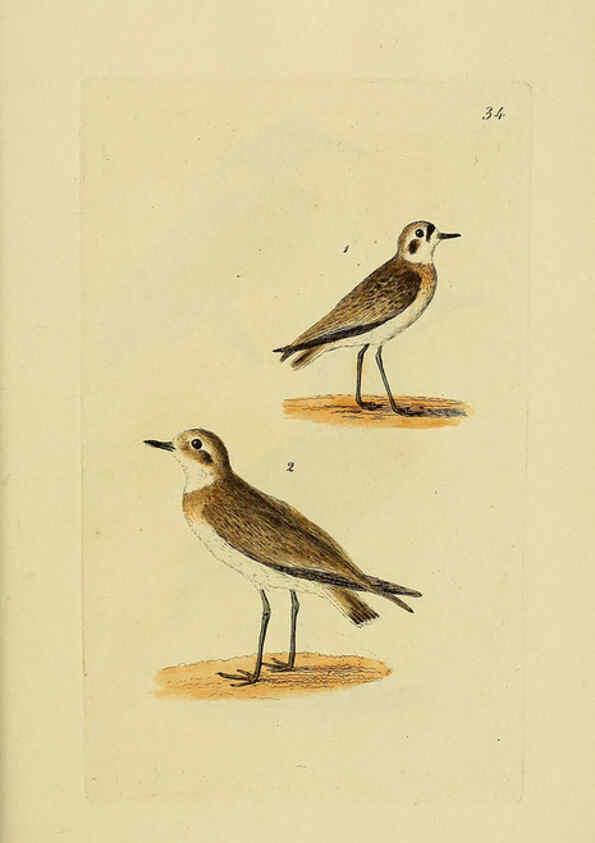 Reproducción/Reproduction 6069780106: Kupfertafeln zur Naturgeschichte der Vögel Frankfurt am Main :Johann David Sauerländer,1832-1833