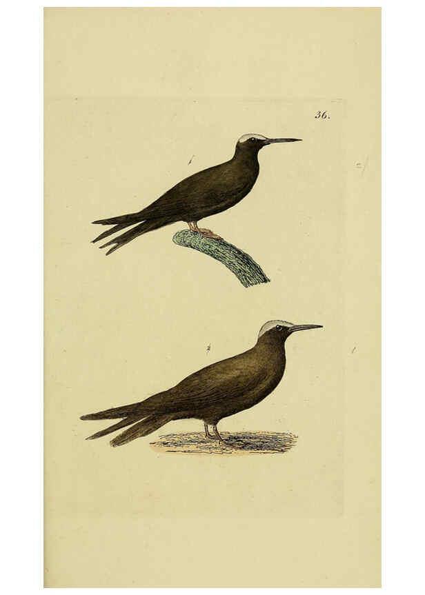 Reproducción/Reproduction 6069234491: Kupfertafeln zur Naturgeschichte der Vögel Frankfurt am Main :Johann David Sauerländer,1832-1833