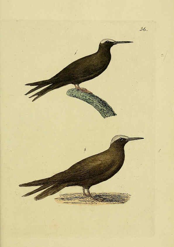 Reproducción/Reproduction 6069234491: Kupfertafeln zur Naturgeschichte der Vögel Frankfurt am Main :Johann David Sauerländer,1832-1833