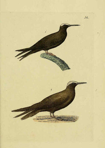 Reproducción/Reproduction 6069234491: Kupfertafeln zur Naturgeschichte der Vögel Frankfurt am Main :Johann David Sauerländer,1832-1833