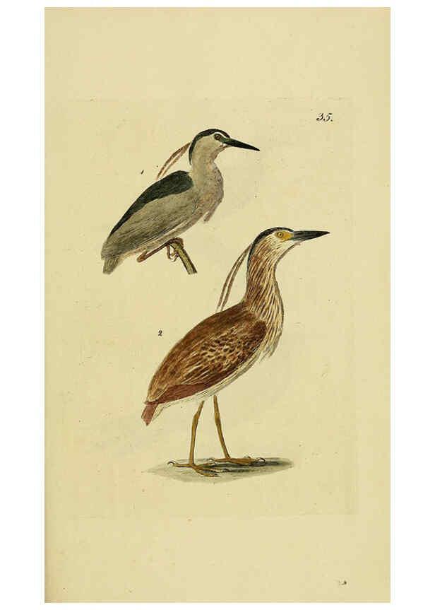 Reproducción/Reproduction 6069233809: Kupfertafeln zur Naturgeschichte der Vögel Frankfurt am Main :Johann David Sauerländer,1832-1833