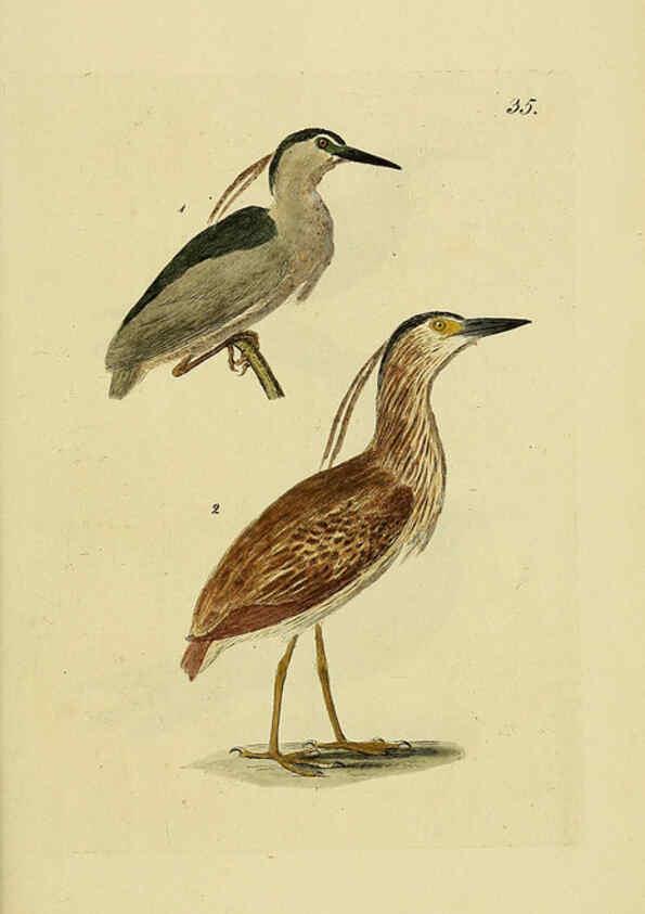Reproducción/Reproduction 6069233809: Kupfertafeln zur Naturgeschichte der Vögel Frankfurt am Main :Johann David Sauerländer,1832-1833