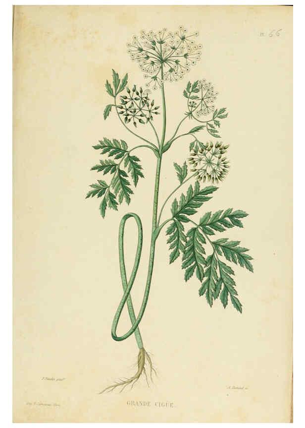 Reproducción/Reproduction 6069416697: Nouvelle iconographie fourragère. Atlas. Paris :P. Asselin,1871