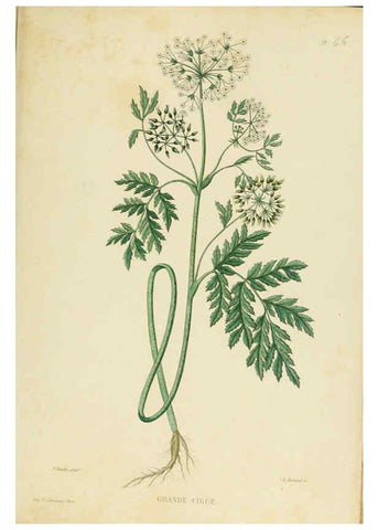 Reproducción/Reproduction 6069416697: Nouvelle iconographie fourragère. Atlas. Paris :P. Asselin,1871