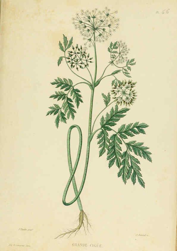 Reproducción/Reproduction 6069416697: Nouvelle iconographie fourragère. Atlas. Paris :P. Asselin,1871