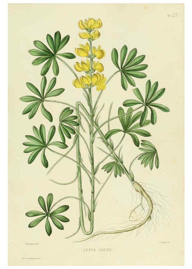 Reproducción/Reproduction 6069945666: Nouvelle iconographie fourragère. Atlas. Paris :P. Asselin,1871