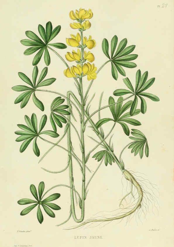 Reproducción/Reproduction 6069945666: Nouvelle iconographie fourragère. Atlas. Paris :P. Asselin,1871