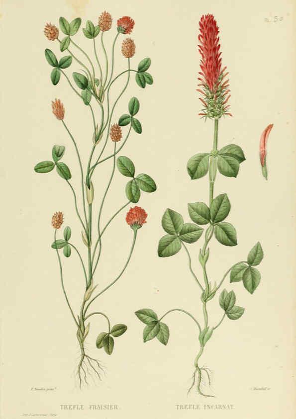 Reproducción/Reproduction 6069946508: Nouvelle iconographie fourragère. Atlas. Paris :P. Asselin,1871