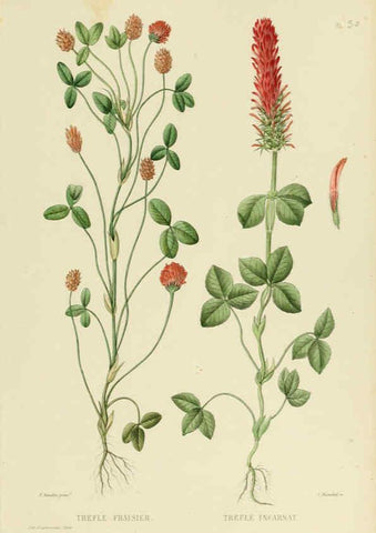 Reproducción/Reproduction 6069946508: Nouvelle iconographie fourragère. Atlas. Paris :P. Asselin,1871