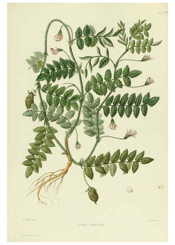 Reproducción/Reproduction 6069955860: Nouvelle iconographie fourragère. Atlas. Paris :P. Asselin,1871