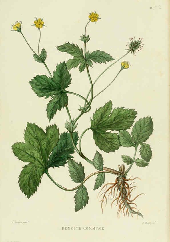 Reproducción/Reproduction 6069410325: Nouvelle iconographie fourragère. Atlas. Paris :P. Asselin,1871