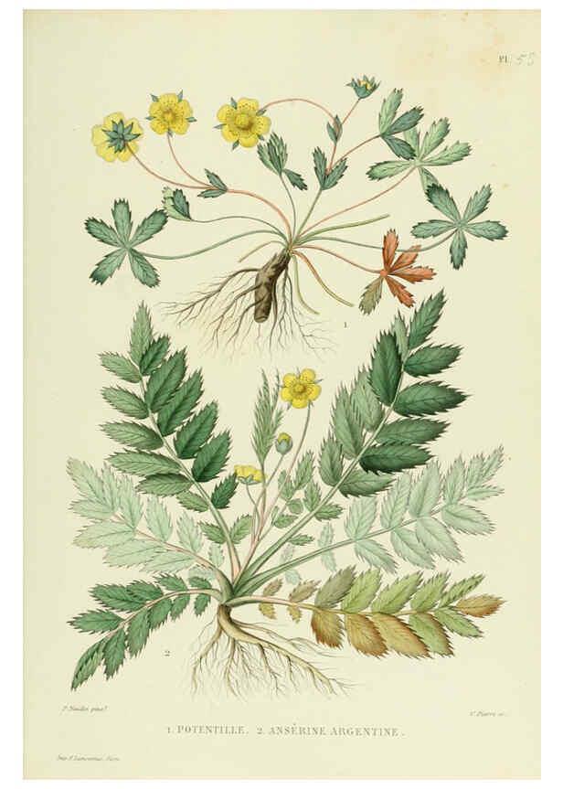 Reproducción/Reproduction 6069410881: Nouvelle iconographie fourragère. Atlas. Paris :P. Asselin,1871