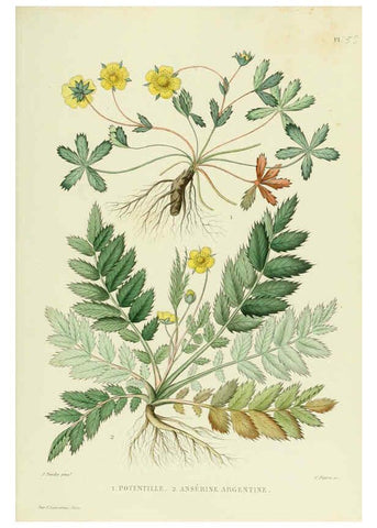 Reproducción/Reproduction 6069410881: Nouvelle iconographie fourragère. Atlas. Paris :P. Asselin,1871