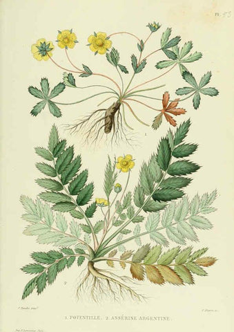 Reproducción/Reproduction 6069410881: Nouvelle iconographie fourragère. Atlas. Paris :P. Asselin,1871
