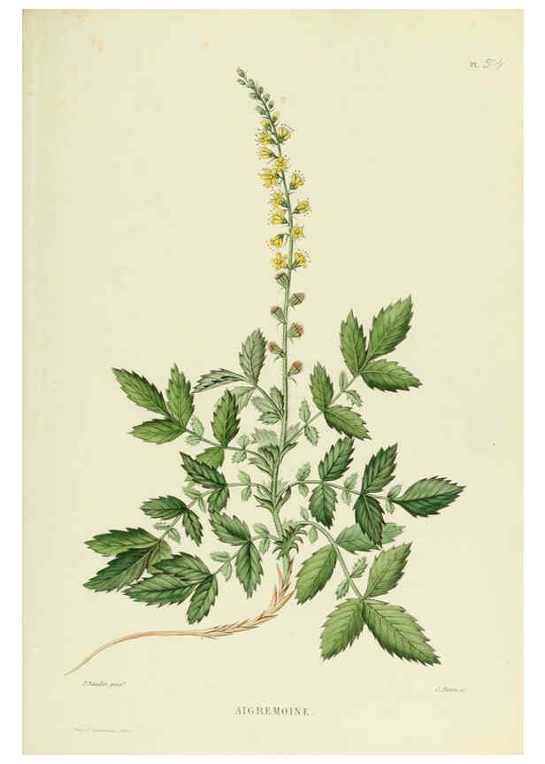 Reproducción/Reproduction 6069957668: Nouvelle iconographie fourragère. Atlas. Paris :P. Asselin,1871