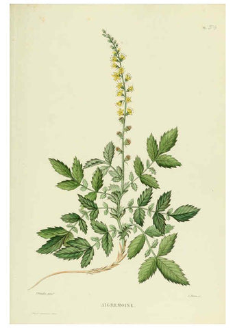 Reproducción/Reproduction 6069957668: Nouvelle iconographie fourragère. Atlas. Paris :P. Asselin,1871
