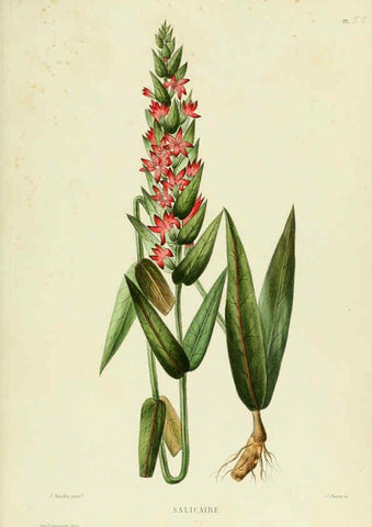 Reproducción/Reproduction 6069959680: Nouvelle iconographie fourragère. Atlas. Paris :P. Asselin,1871