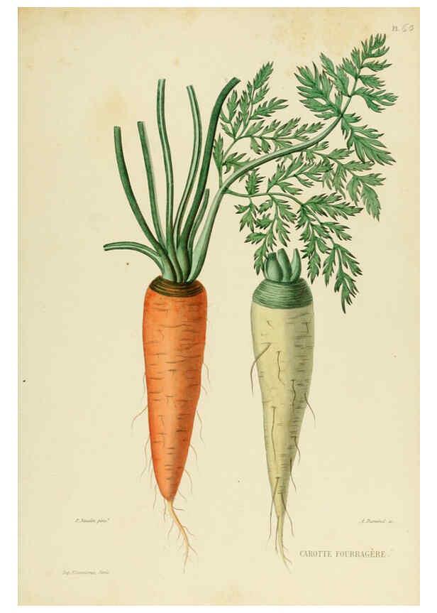 Reproducción/Reproduction 6069414407: Nouvelle iconographie fourragère. Atlas. Paris :P. Asselin,1871