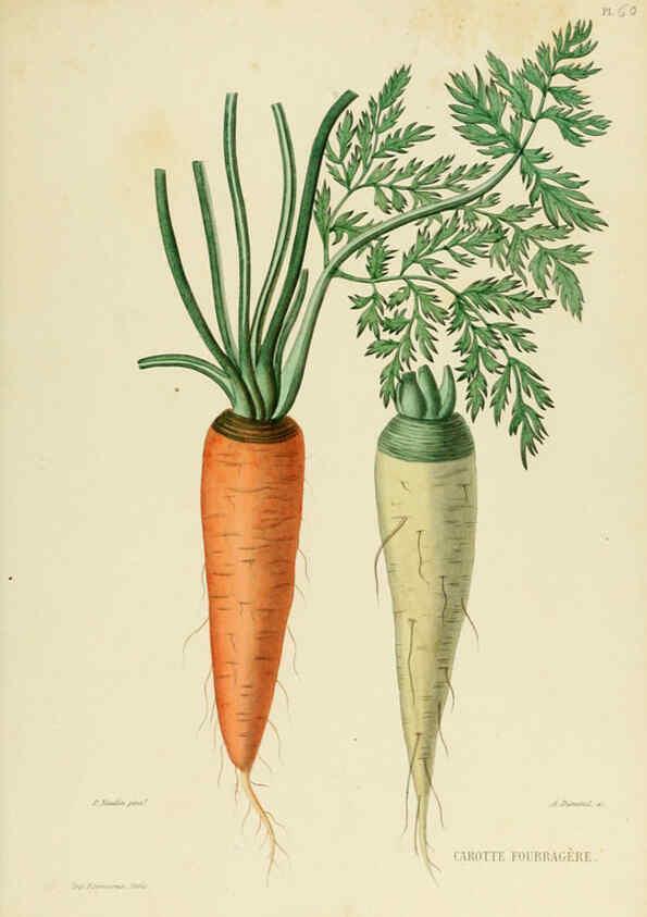 Reproducción/Reproduction 6069414407: Nouvelle iconographie fourragère. Atlas. Paris :P. Asselin,1871
