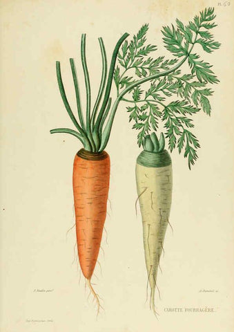 Reproducción/Reproduction 6069414407: Nouvelle iconographie fourragère. Atlas. Paris :P. Asselin,1871