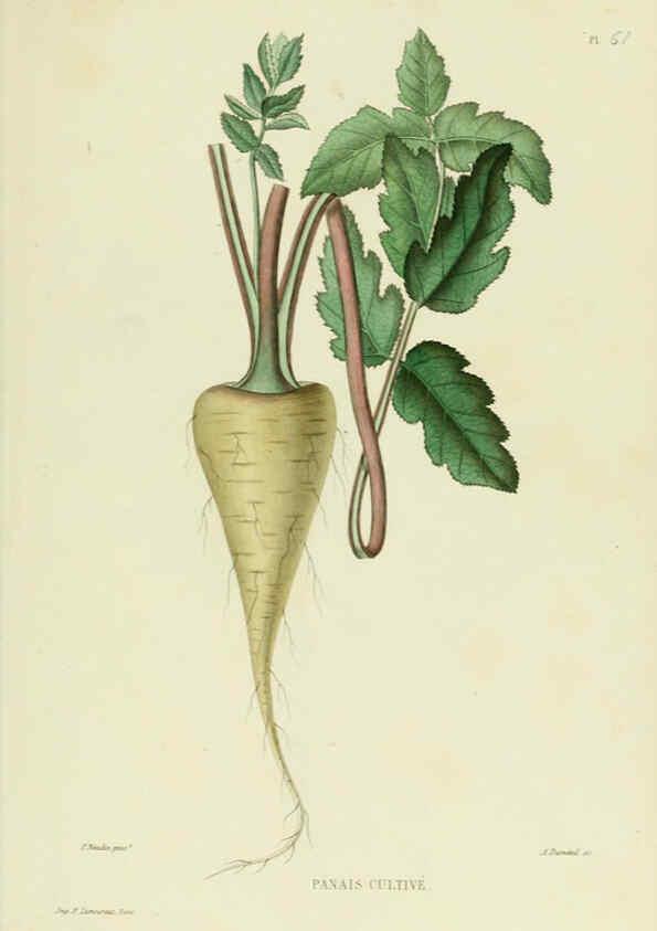 Reproducción/Reproduction 6069961284: Nouvelle iconographie fourragère. Atlas. Paris :P. Asselin,1871