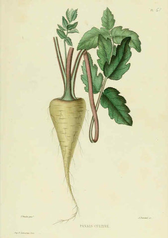 Reproducción/Reproduction 6069961284: Nouvelle iconographie fourragère. Atlas. Paris :P. Asselin,1871