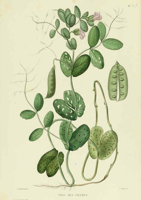 Reproducción/Reproduction 6069955520: Nouvelle iconographie fourragère. Atlas. Paris :P. Asselin,1871