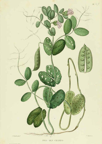 Reproducción/Reproduction 6069955520: Nouvelle iconographie fourragère. Atlas. Paris :P. Asselin,1871