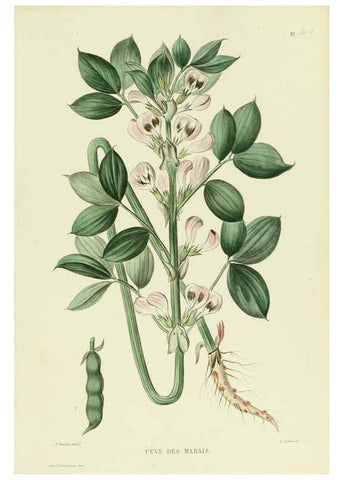 Reproducción/Reproduction 6069951142: Nouvelle iconographie fourragère. Atlas. Paris :P. Asselin,1871