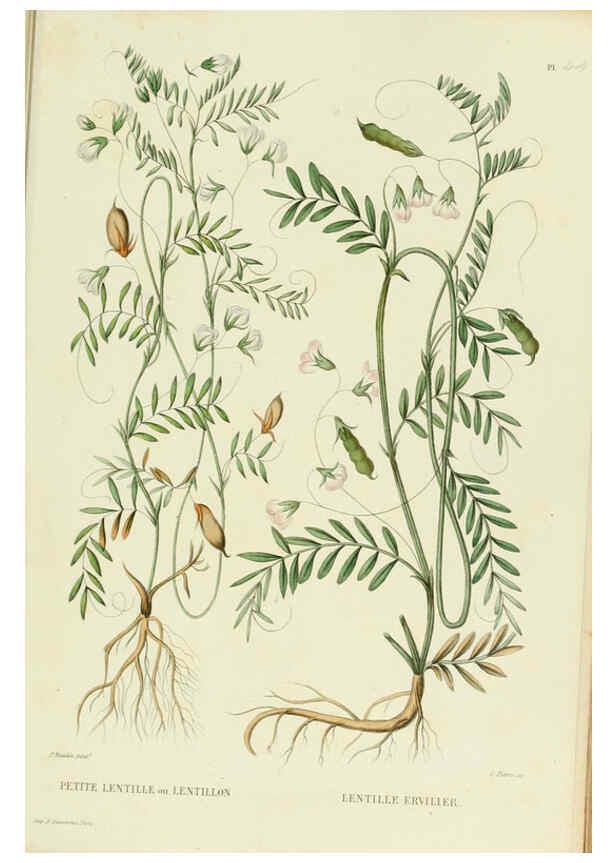 Reproducción/Reproduction 6069952862: Nouvelle iconographie fourragère. Atlas. Paris :P. Asselin,1871