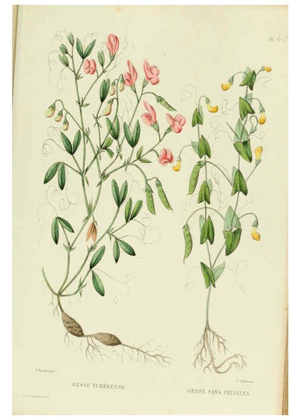 Reproducción/Reproduction 6069953254: Nouvelle iconographie fourragère. Atlas. Paris :P. Asselin,1871