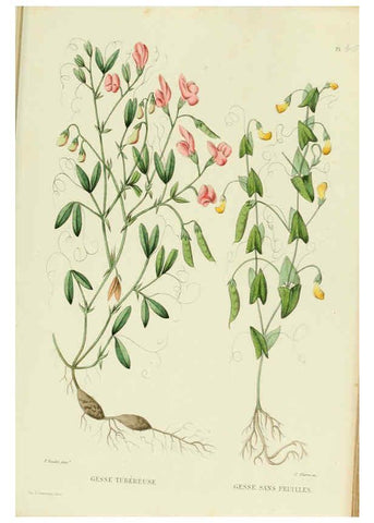 Reproducción/Reproduction 6069953254: Nouvelle iconographie fourragère. Atlas. Paris :P. Asselin,1871