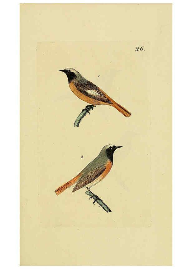 Reproducción/Reproduction 6069775584: Kupfertafeln zur Naturgeschichte der Vögel Frankfurt am Main :Johann David Sauerländer,1832-1833