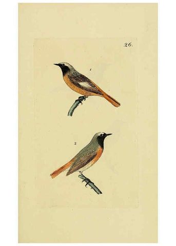 Reproducción/Reproduction 6069775584: Kupfertafeln zur Naturgeschichte der Vögel Frankfurt am Main :Johann David Sauerländer,1832-1833