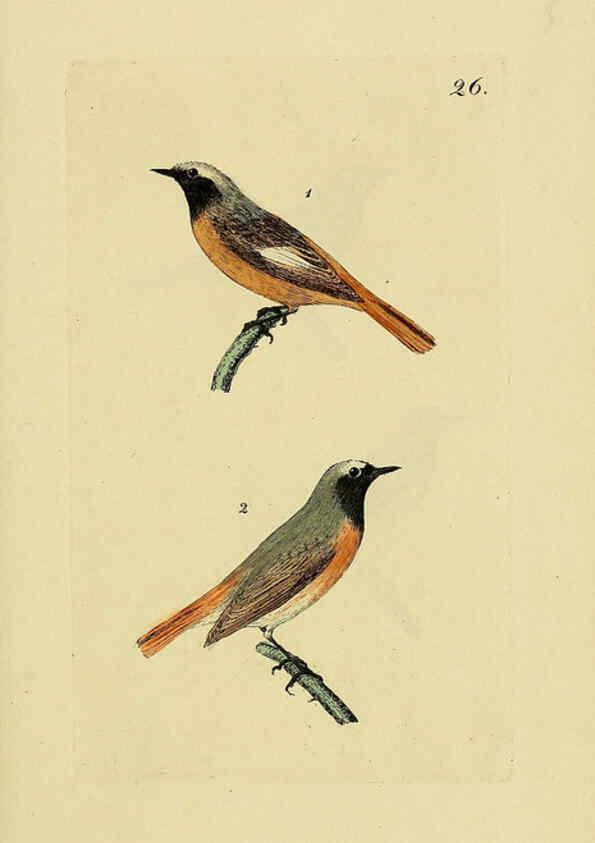 Reproducción/Reproduction 6069775584: Kupfertafeln zur Naturgeschichte der Vögel Frankfurt am Main :Johann David Sauerländer,1832-1833
