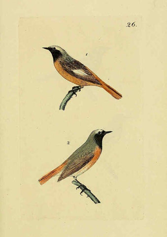 Reproducción/Reproduction 6069775584: Kupfertafeln zur Naturgeschichte der Vögel Frankfurt am Main :Johann David Sauerländer,1832-1833