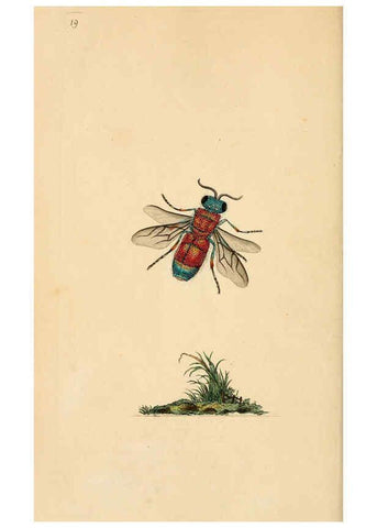 Reproducción/Reproduction 6070536364: The natural history of British insects. v.1. London :Printed for the author, and for F. and C. Rivington,1792-1813