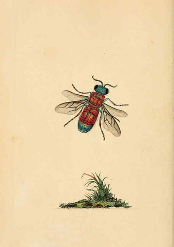 Reproducción/Reproduction 6070536364: The natural history of British insects. v.1. London :Printed for the author, and for F. and C. Rivington,1792-1813