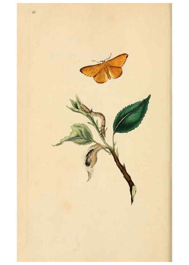 Reproducción/Reproduction 6069990917: The natural history of British insects. v.1. London :Printed for the author, and for F. and C. Rivington,1792-1813