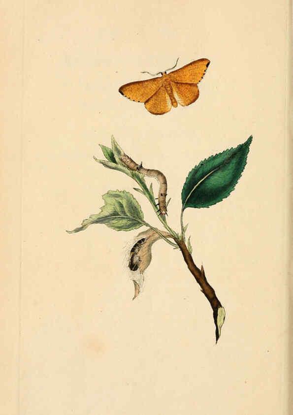 Reproducción/Reproduction 6069990917: The natural history of British insects. v.1. London :Printed for the author, and for F. and C. Rivington,1792-1813
