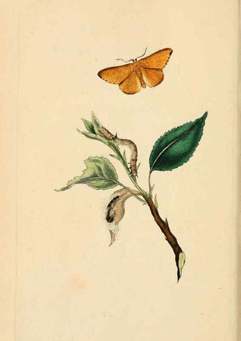 Reproducción/Reproduction 6069990917: The natural history of British insects. v.1. London :Printed for the author, and for F. and C. Rivington,1792-1813