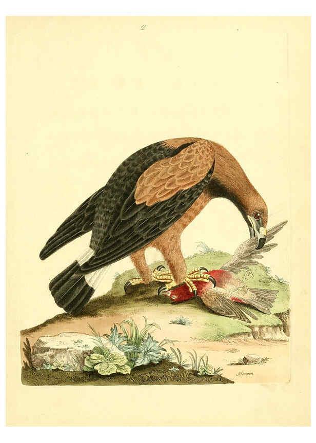 Reproducción/Reproduction 6072737579: Nouvelles illustrations de zoologie A Londres :Imprimé pour B. White ...,1776