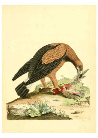 Reproducción/Reproduction 6072737579: Nouvelles illustrations de zoologie A Londres :Imprimé pour B. White ...,1776