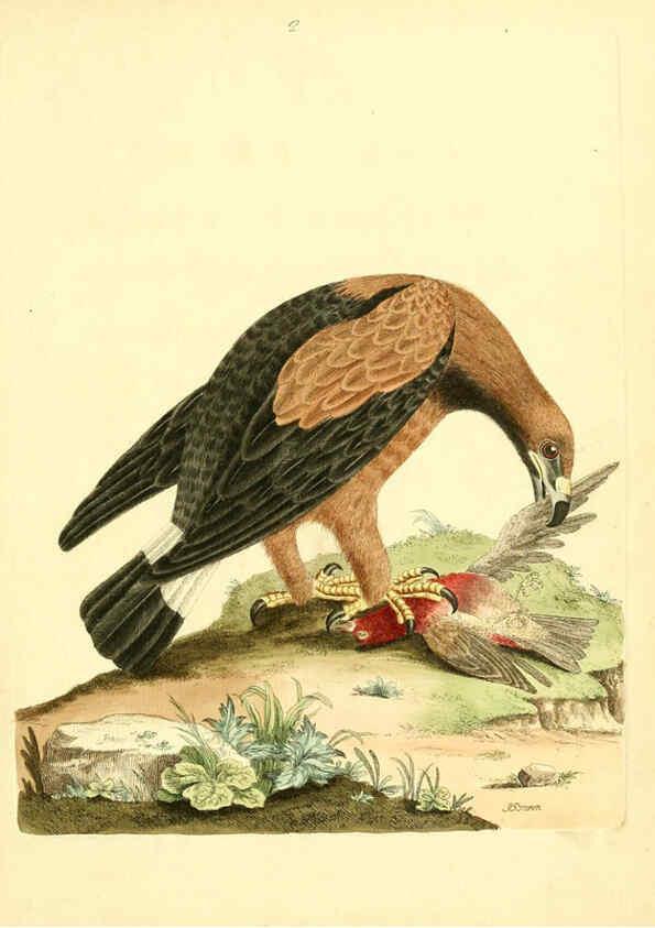 Reproducción/Reproduction 6072737579: Nouvelles illustrations de zoologie A Londres :Imprimé pour B. White ...,1776