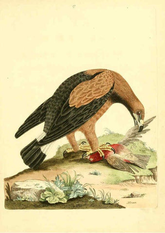 Reproducción/Reproduction 6072737579: Nouvelles illustrations de zoologie A Londres :Imprimé pour B. White ...,1776