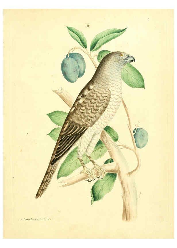 Reproducción/Reproduction 6072737767: Nouvelles illustrations de zoologie A Londres :Imprimé pour B. White ...,1776